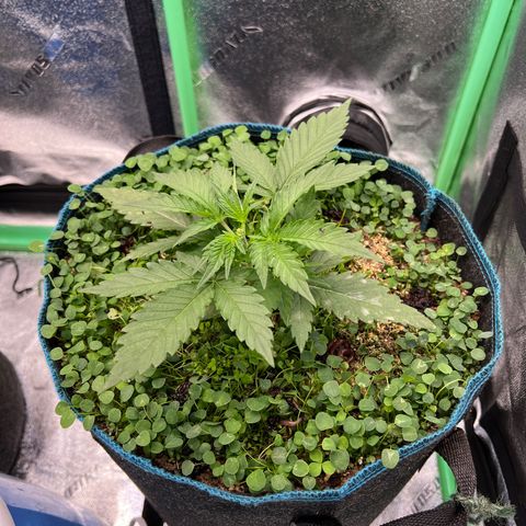 Gorilla Cookies Auto growlog photo: Topped ger today