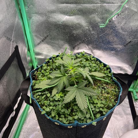 Purple Punch Auto growlog photo: First day of LST
