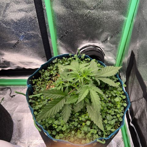 Gorilla Cookies Auto growlog photo: First day of LST