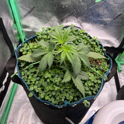 Purple Punch Auto growlog timeline photo