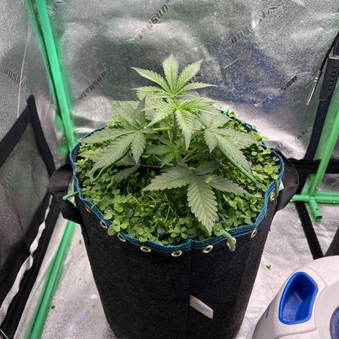 Purple Punch Auto growlog timeline photo