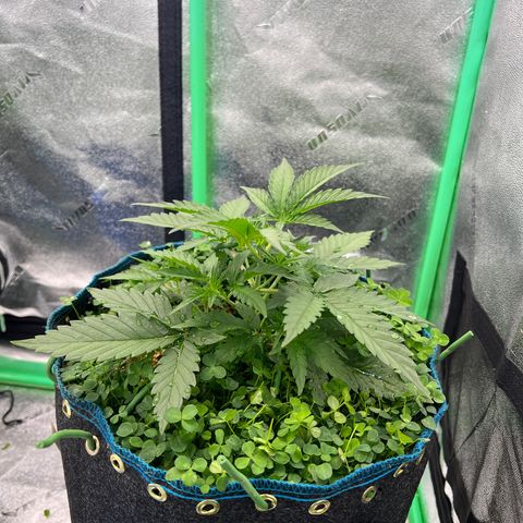 Gorilla Cookies Auto growlog timeline photo