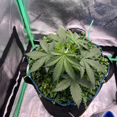 Purple Punch Auto growlog timeline photo