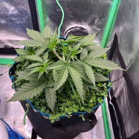 Gorilla Cookies Auto growlog timeline photo