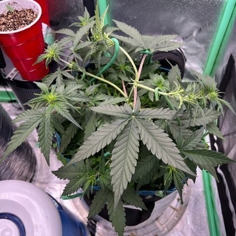 Gorilla Cookies Auto growlog timeline photo