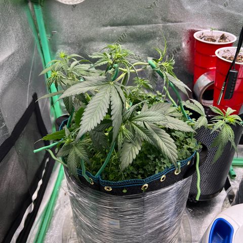 Purple Punch Auto growlog timeline photo