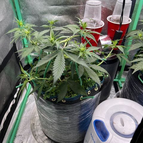 Purple Punch Auto growlog timeline photo
