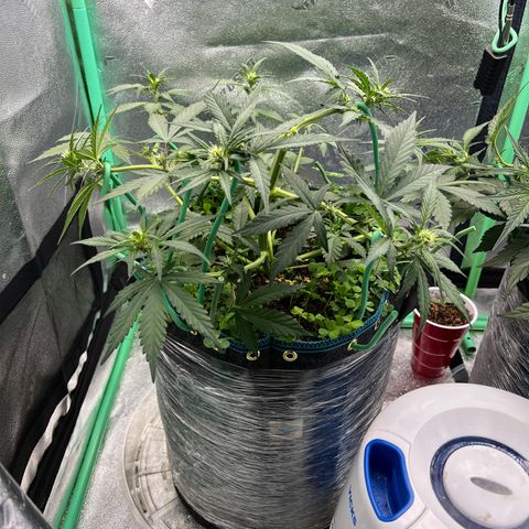 Purple Punch Auto growlog timeline photo