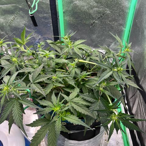 Gorilla Cookies Auto growlog timeline photo