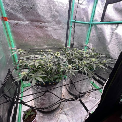 Purple Punch Auto growlog photo: Added scrog net. May have been to late tho. I think flowering was triggerd by topping 