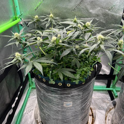 Purple Punch Auto growlog photo: Took the scrog net off
