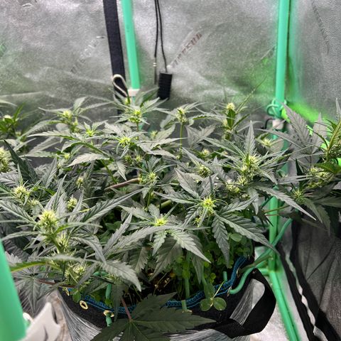 Gorilla Cookies Auto growlog photo: Toom the scrog net off