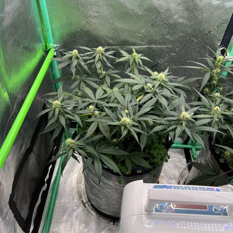 Purple Punch Auto growlog timeline photo
