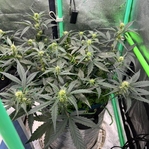 Gorilla Cookies Auto growlog timeline photo