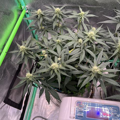 Purple Punch Auto growlog timeline photo