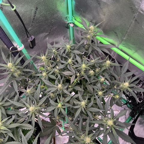 Gorilla Cookies Auto growlog timeline photo