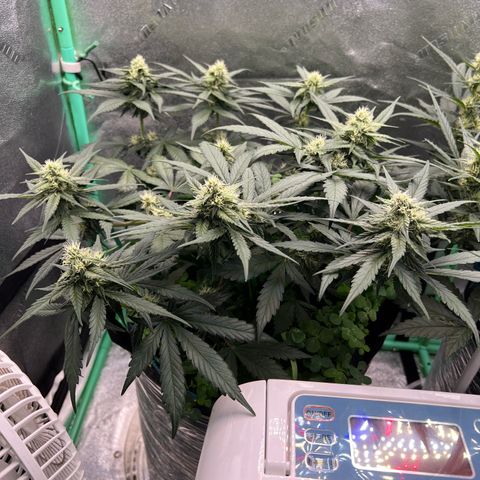 Purple Punch Auto growlog timeline photo