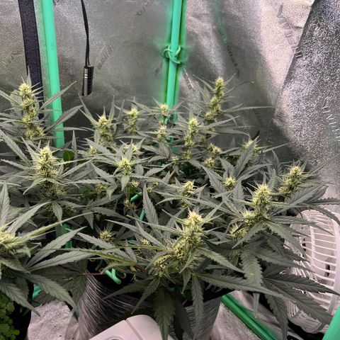 Gorilla Cookies Auto growlog timeline photo