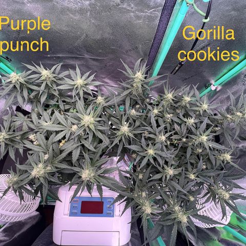 Purple Punch Auto growlog timeline photo