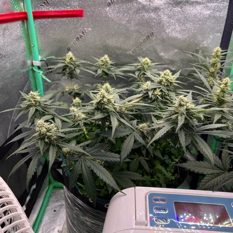 Purple Punch Auto growlog timeline photo