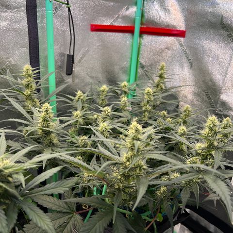 Gorilla Cookies Auto growlog timeline photo