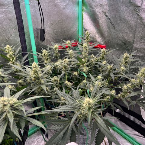 Gorilla Cookies Auto growlog timeline photo
