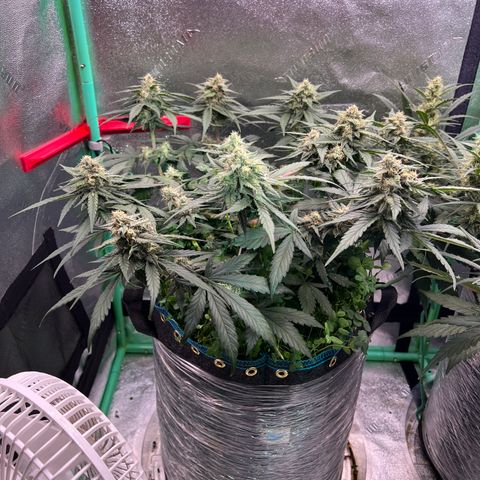 Purple Punch Auto growlog timeline photo