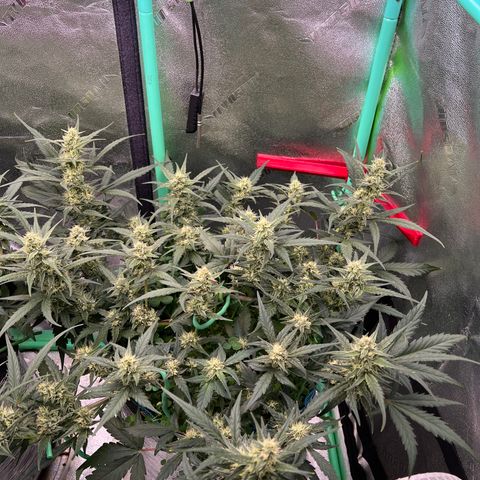 Gorilla Cookies Auto growlog timeline photo