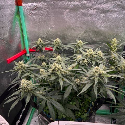 Purple Punch Auto growlog timeline photo