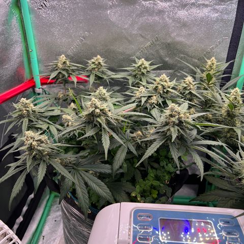 Purple Punch Auto growlog timeline photo