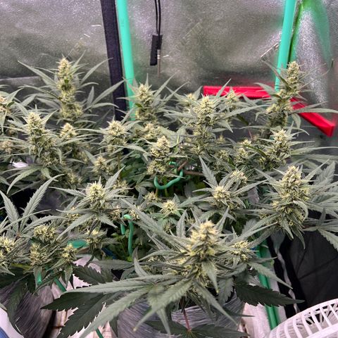 Gorilla Cookies Auto growlog timeline photo