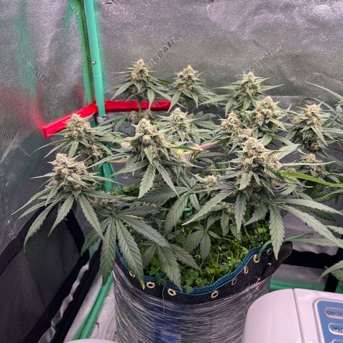 Purple Punch Auto growlog timeline photo