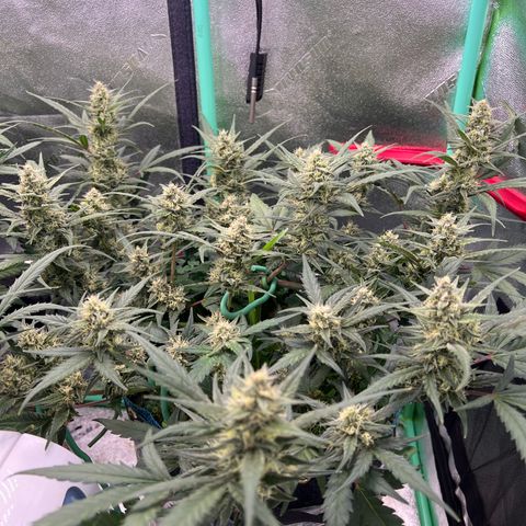 Gorilla Cookies Auto growlog timeline photo