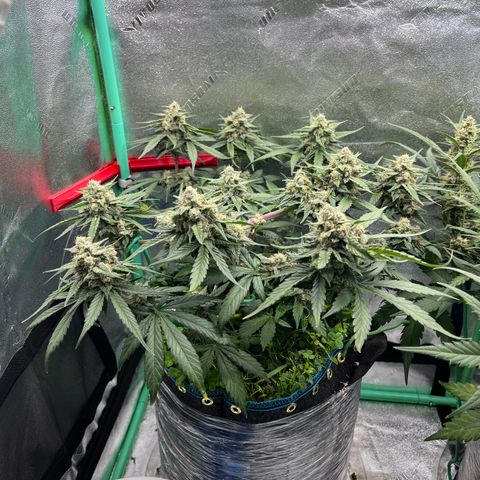 Purple Punch Auto growlog timeline photo