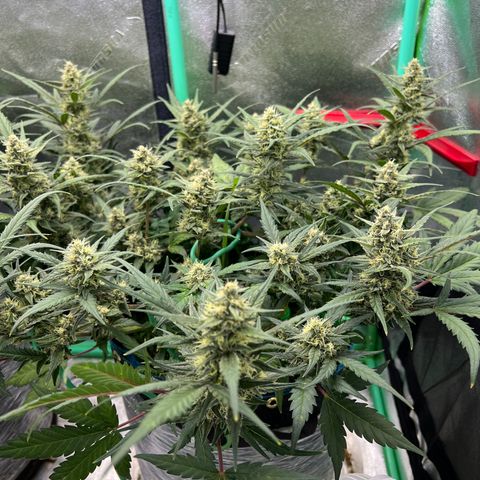 Gorilla Cookies Auto growlog timeline photo