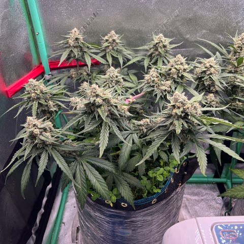 Purple Punch Auto growlog timeline photo