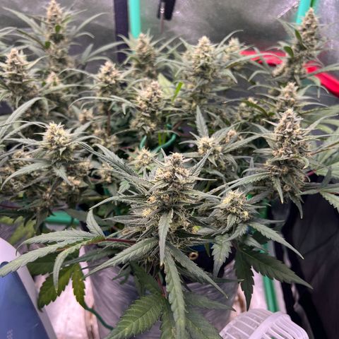 Gorilla Cookies Auto growlog timeline photo