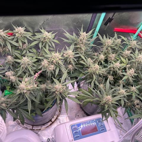 Purple Punch Auto growlog timeline photo