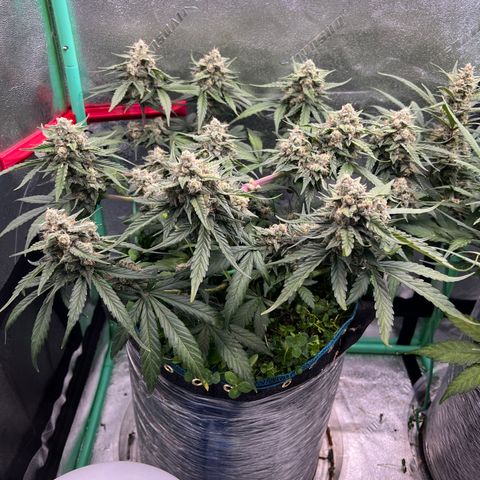Purple Punch Auto growlog timeline photo
