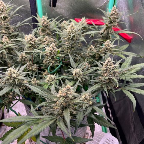 Gorilla Cookies Auto growlog timeline photo