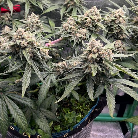 Purple Punch Auto growlog timeline photo