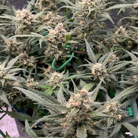 Gorilla Cookies Auto growlog timeline photo