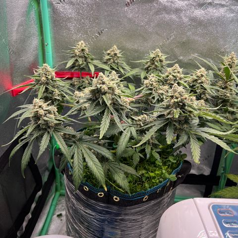 Purple Punch Auto growlog timeline photo