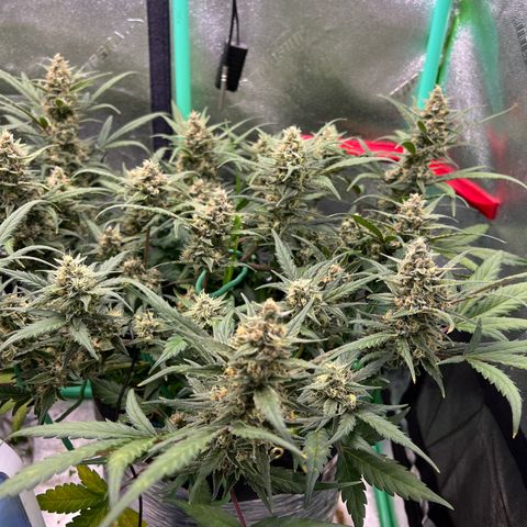 Gorilla Cookies Auto growlog timeline photo