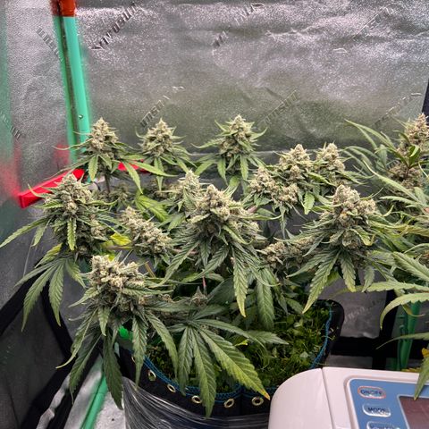 Purple Punch Auto growlog timeline photo