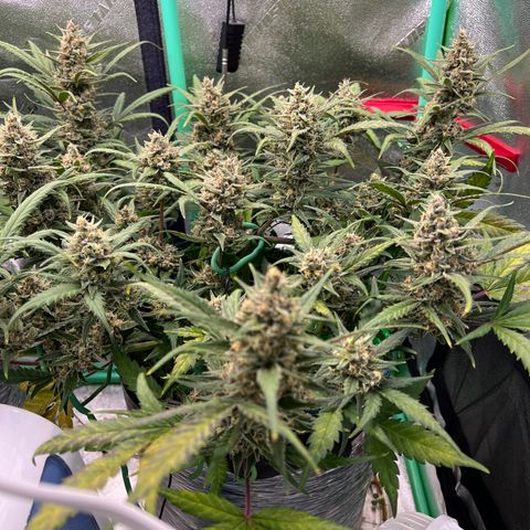 Gorilla Cookies Auto growlog timeline photo