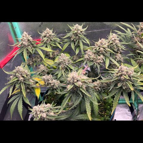 Purple Punch Auto growlog timeline photo