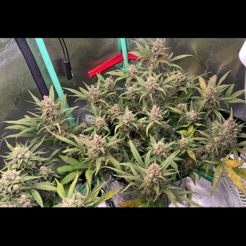 Gorilla Cookies Auto growlog timeline photo