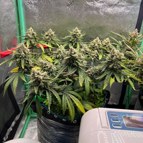 Purple Punch Auto growlog timeline photo
