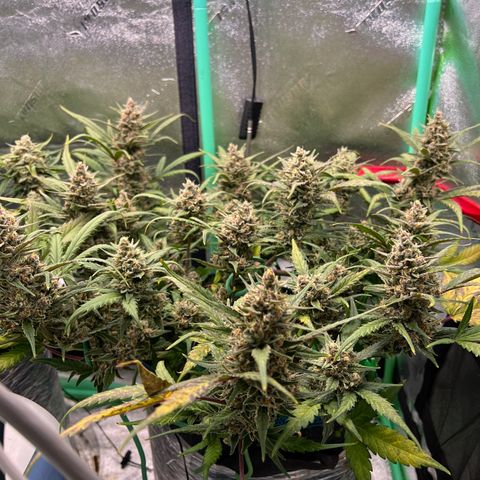 Gorilla Cookies Auto growlog timeline photo